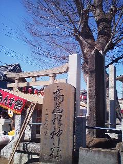 The entrance to the Takasai Jinja Shrine is marked by a stone tablet, a stone torii gate- and an ancient zelkova (keyaki) tree